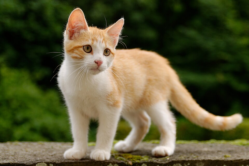 Gatito rubio en adopción: web y tienda solidaria de la protectora Gat i Gos Montblanc