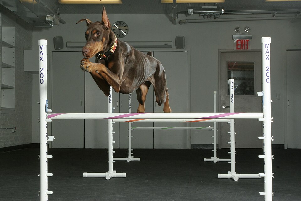 Perro saltando en agility: página web del adiestrador canino Mali Canine K9